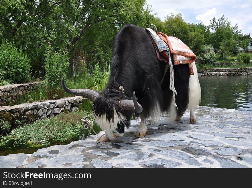 Yak