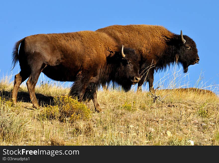 American Bison couple in the wild