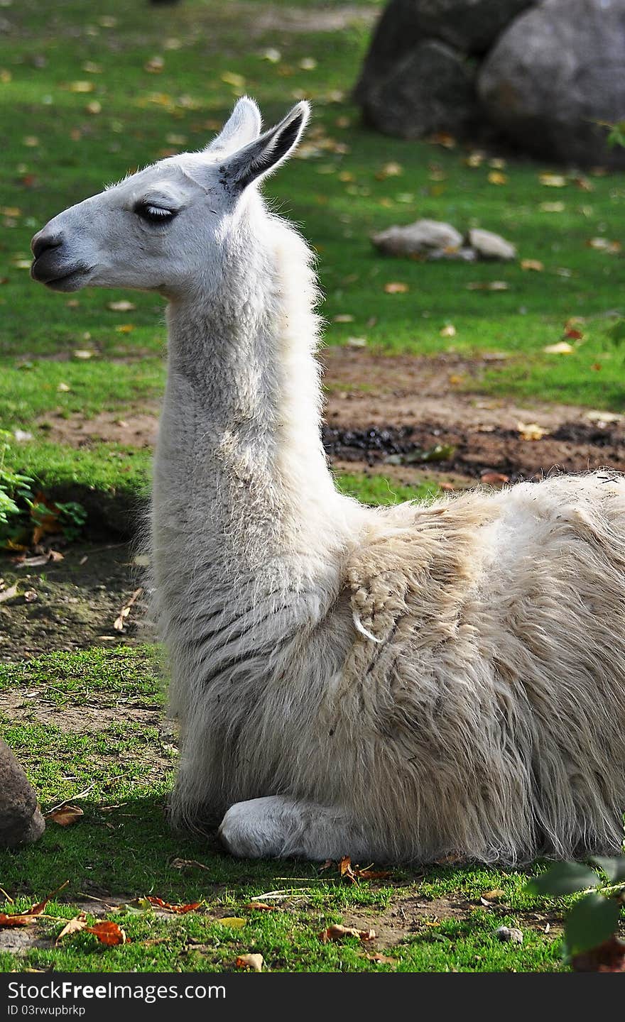 Lama