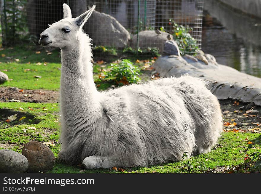 Lama