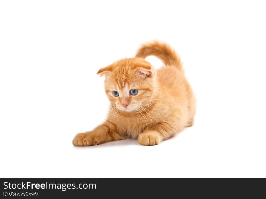 Scottish fold kitten isolated on white background. Scottish fold kitten isolated on white background