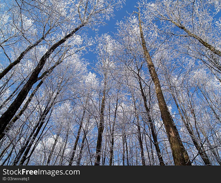 Winter forest with diagonal trunks of trees-horizontal. Winter forest with diagonal trunks of trees-horizontal