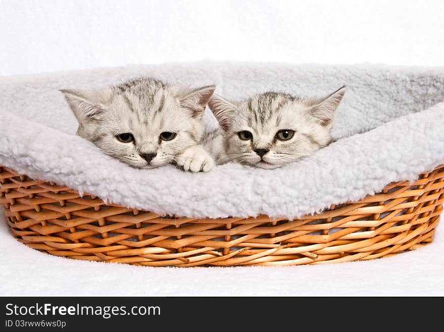 Two British grey kittens sleep in box. Two British grey kittens sleep in box