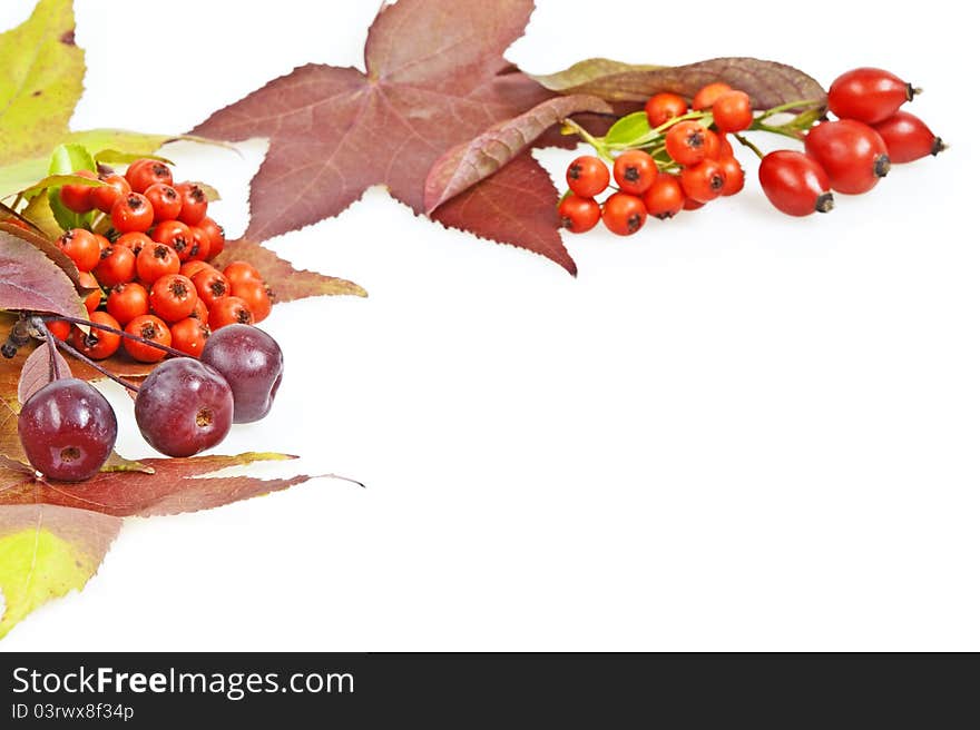 Fall leaves decoration on white background. Fall leaves decoration on white background