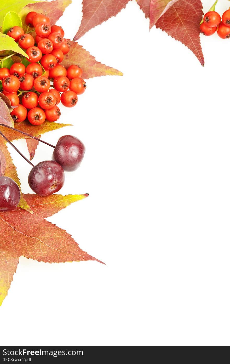 Fall leaves and berries decoration frame