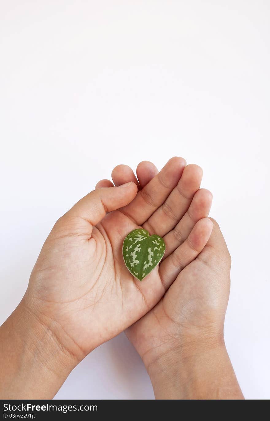 Child hands holding a green leaf with heart shape isolated on white. Child hands holding a green leaf with heart shape isolated on white