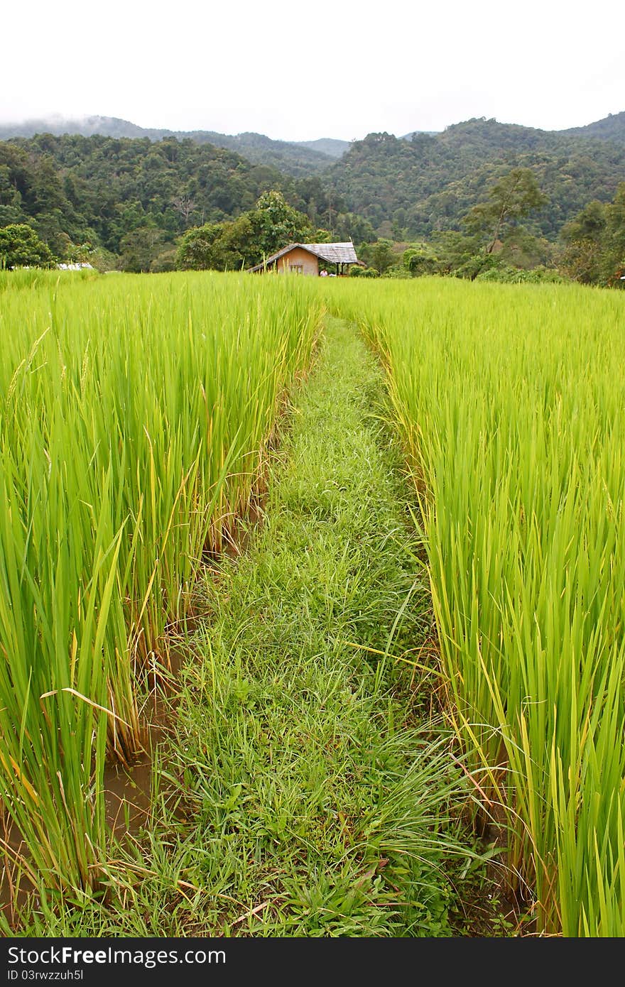 Cornfield