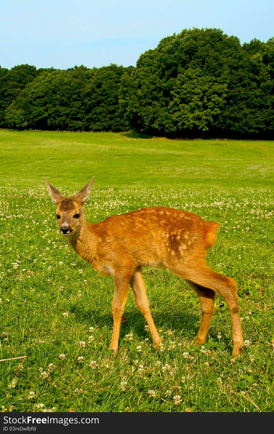 A fawn on a meadow with a forest in the background