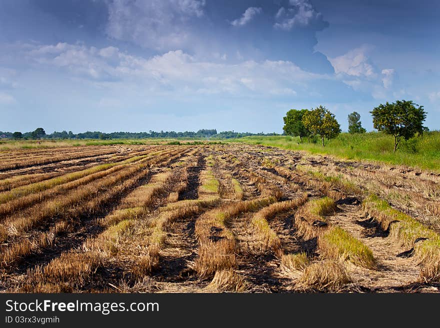 Rice field after harvest finish. Rice field after harvest finish