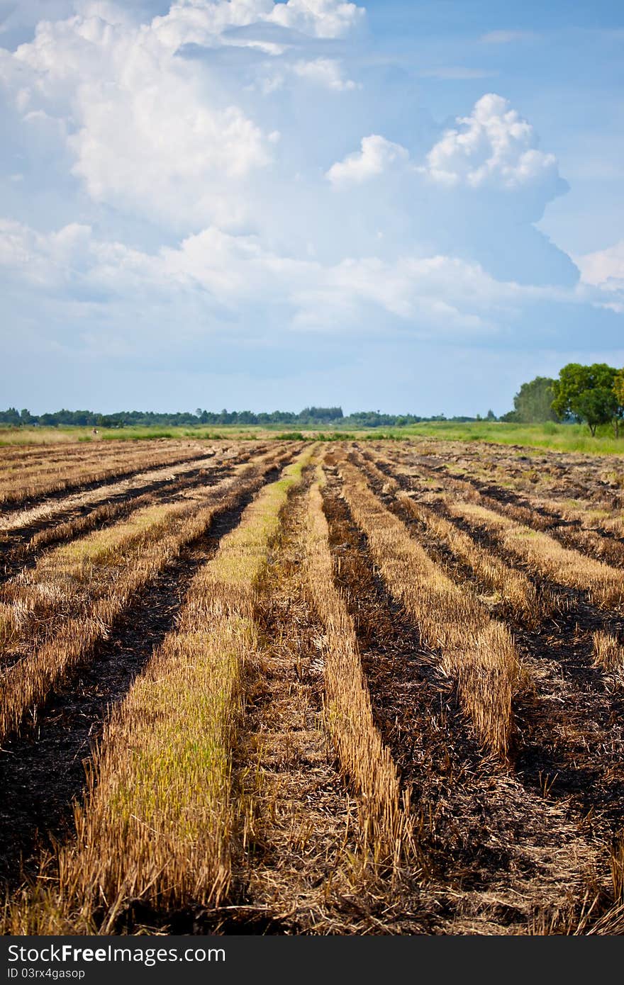 Rice field after harvest finish. Rice field after harvest finish