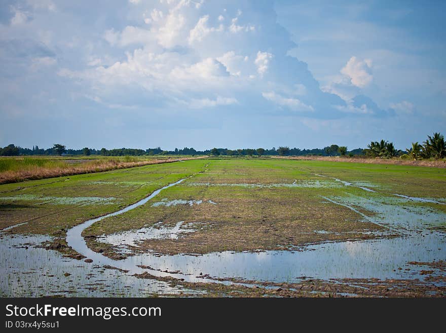 Rice field before harvest thailand. Rice field before harvest thailand