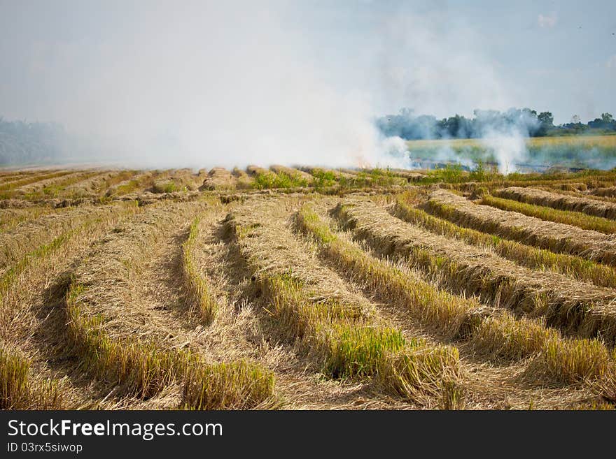 Rice field after harvest finish. Rice field after harvest finish