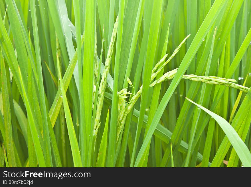 Rice field before harvest thailand