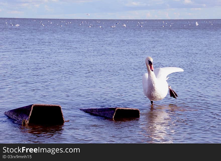 White swan in the summer sea bay. White swan in the summer sea bay