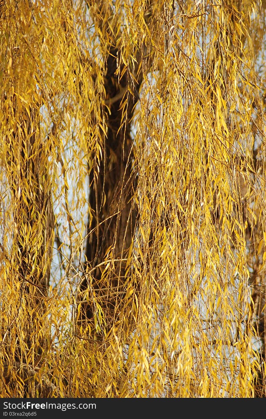 Autumns golden Willow tree leaves gracefully draping down around the tree.