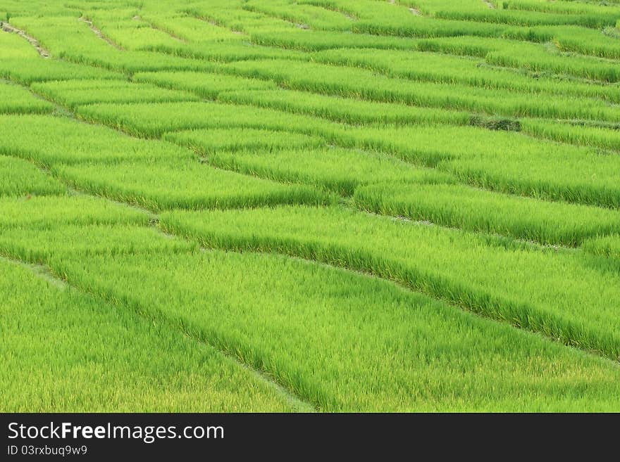 Green Rice Field in Thailand