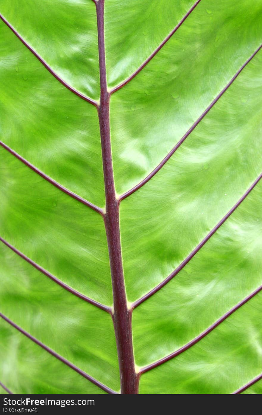 Close up leaf