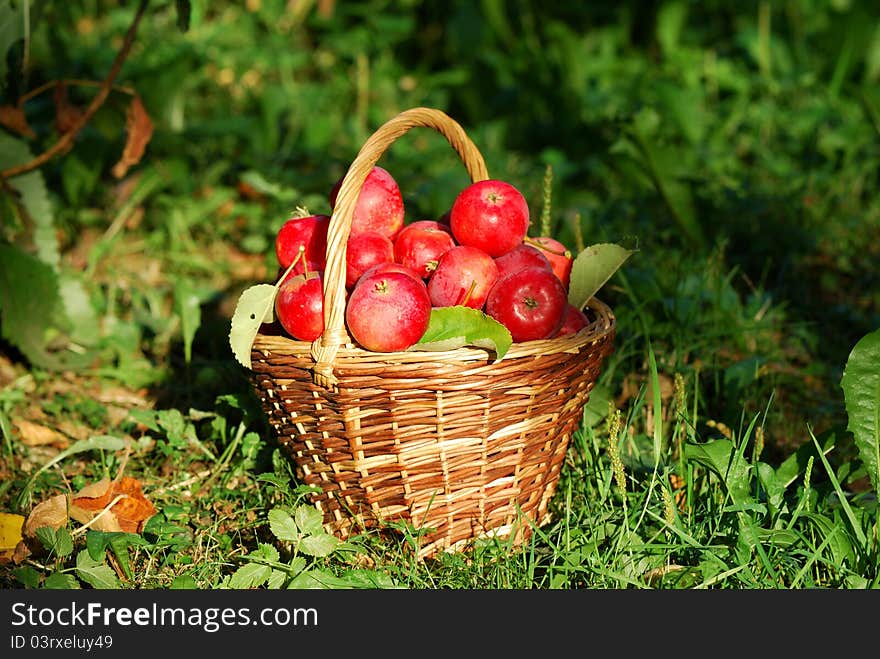 Red apples in the basket