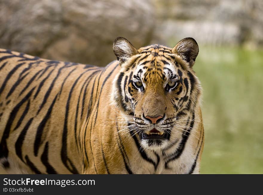 Close up of a tiger's face. Close up of a tiger's face