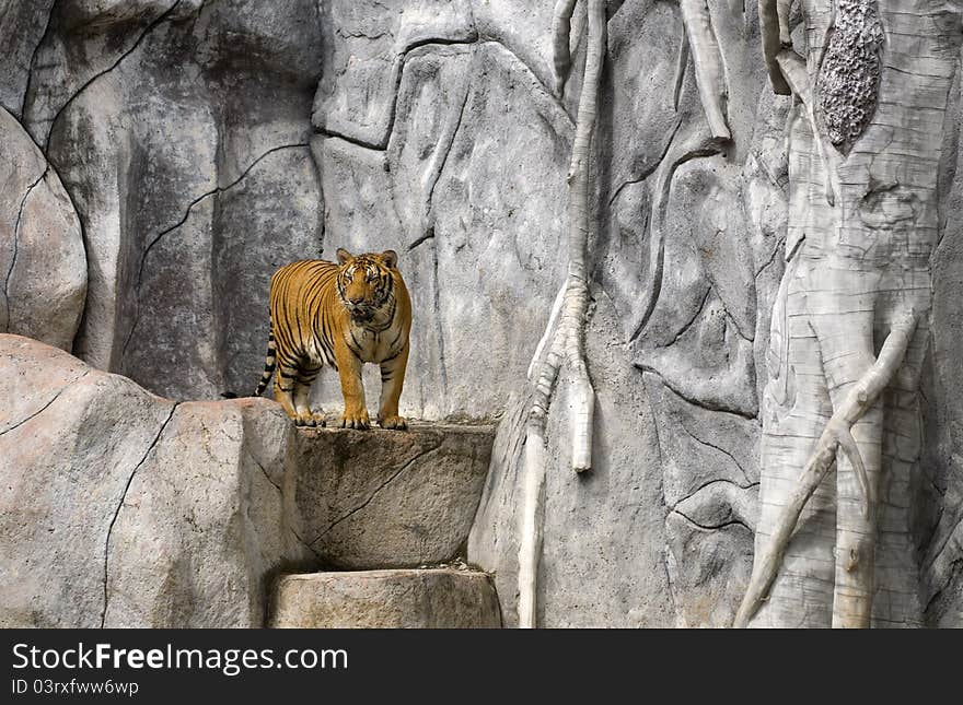 Tiger On Rock