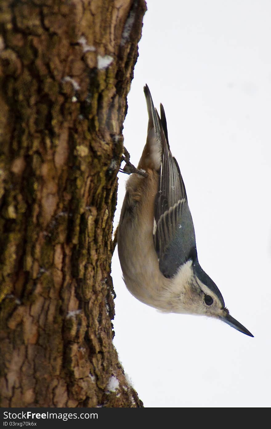 Nuthatch bird hanging upside down on tree. Nuthatch bird hanging upside down on tree.