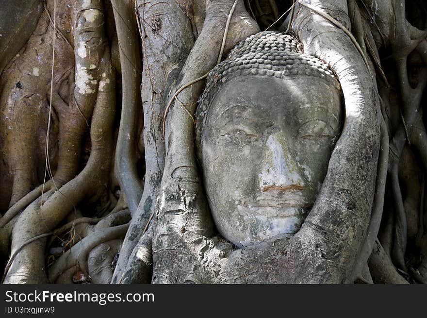 Budha Head