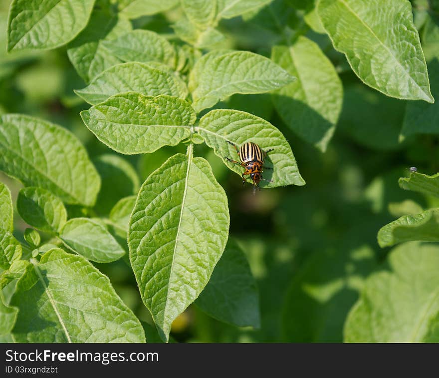 The colorado potato beetle