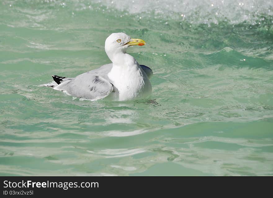 A seagull swimming on clear water