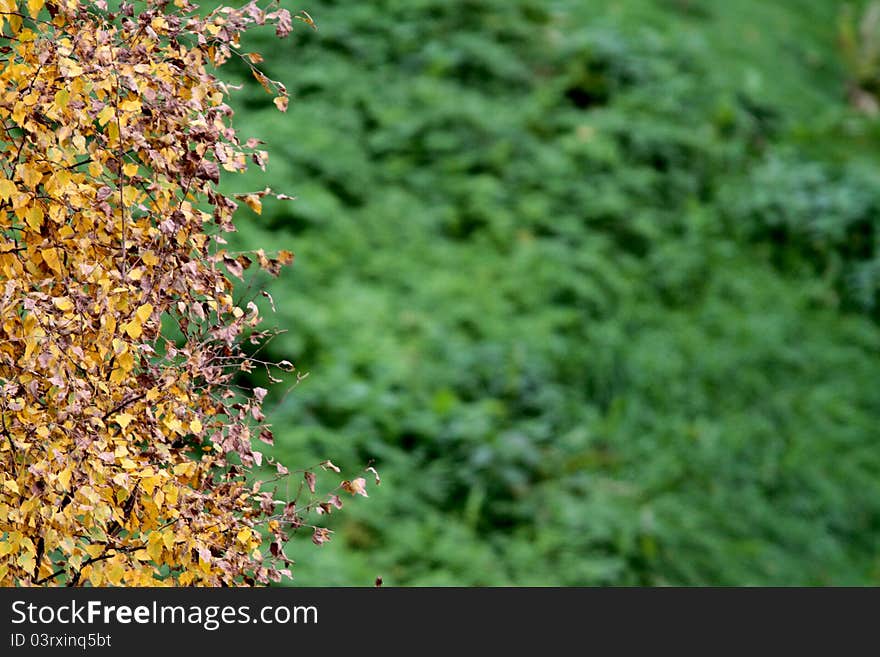 Fall leaves in foreground and green forrest in background.