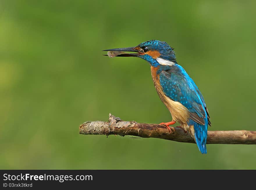 Kingfisher