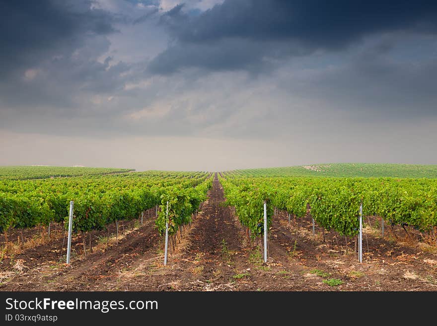 Beautiful rows of grapes before harvesting