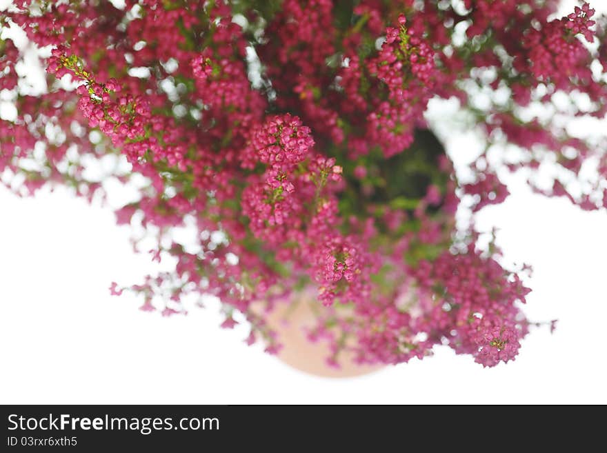 Autumn plant in the beautiful season autumn. Autumn plant in the beautiful season autumn