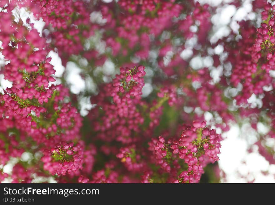 Autumn plant in the beautiful season autumn. Autumn plant in the beautiful season autumn