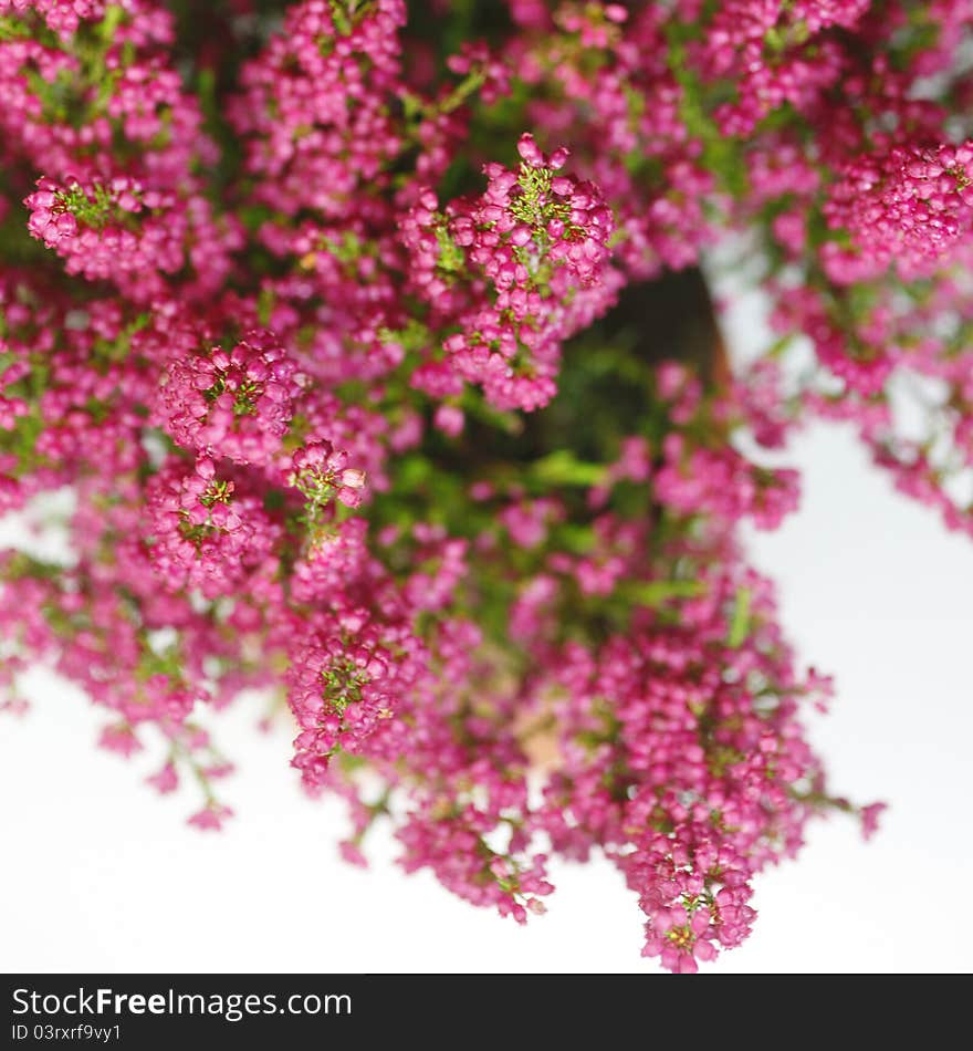 Autumn plant in the beautiful season autumn. Autumn plant in the beautiful season autumn