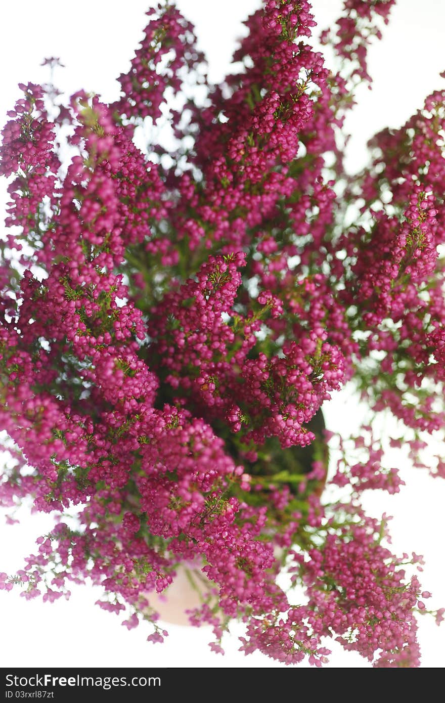 Autumn plant in the beautiful season autumn. Autumn plant in the beautiful season autumn