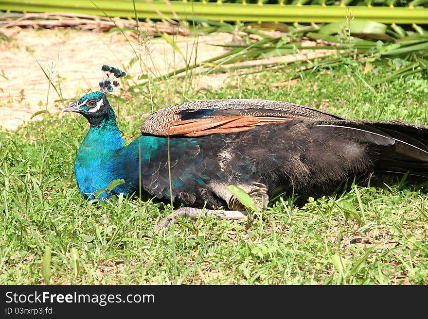 A picture of wild peocock in tropical forest, North-East of Thailand. A picture of wild peocock in tropical forest, North-East of Thailand