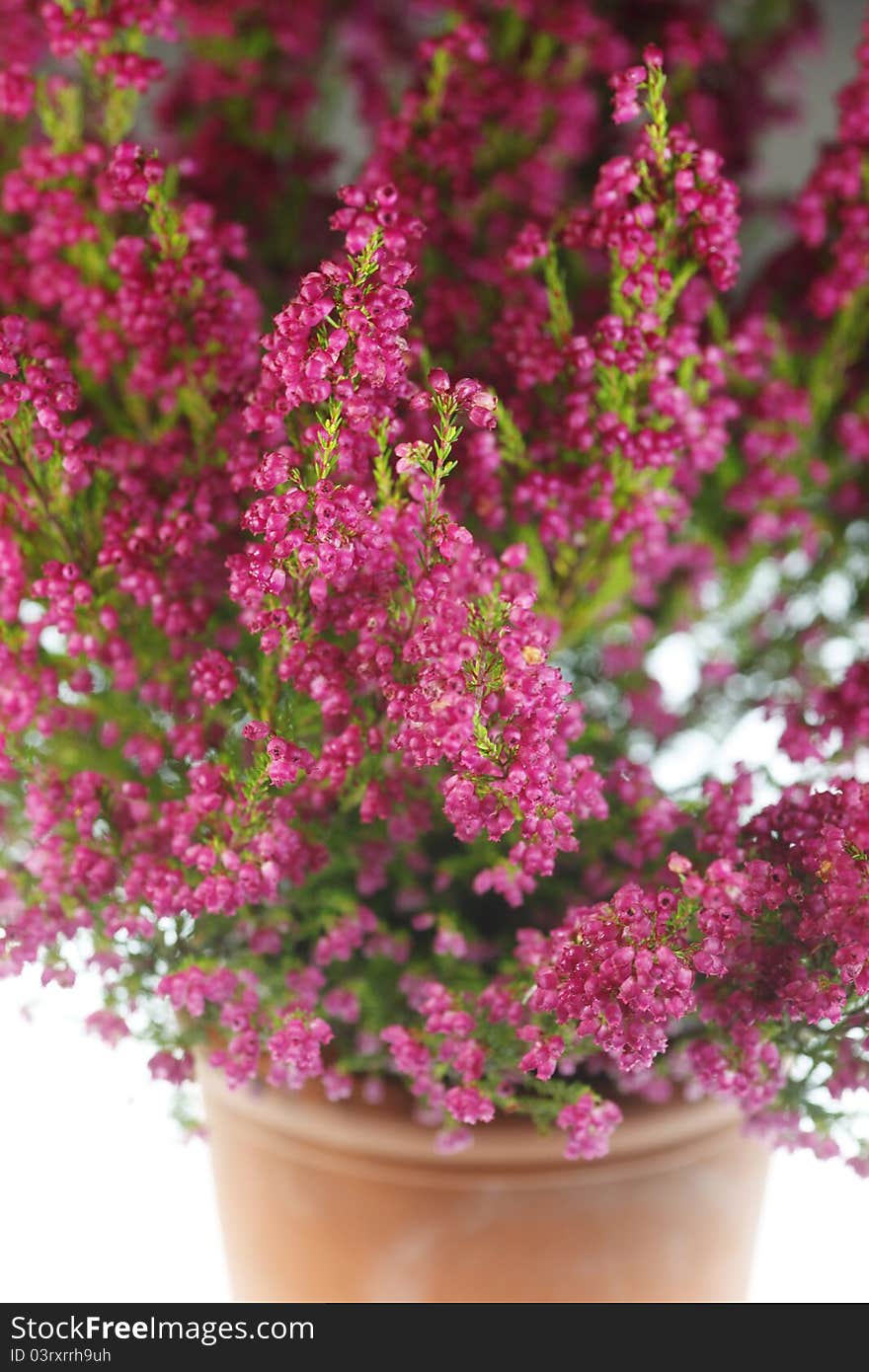 Autumn plant in the beautiful season autumn. Autumn plant in the beautiful season autumn