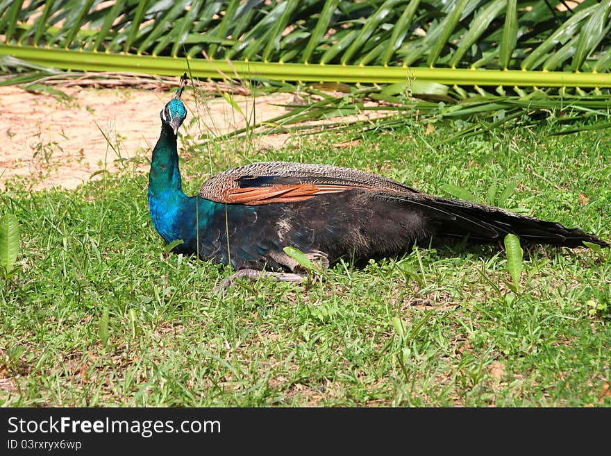 A picture of wild peocock in tropical forest, North-East of Thailand. A picture of wild peocock in tropical forest, North-East of Thailand