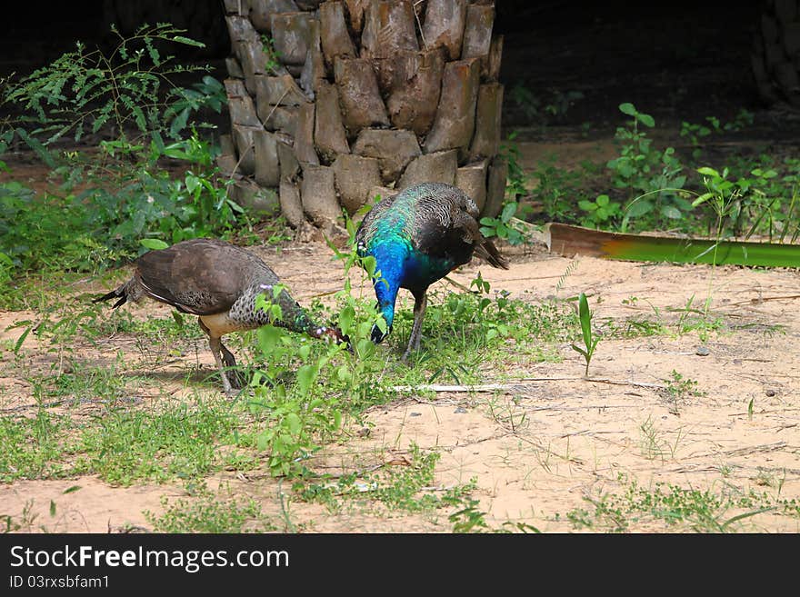 A picture of wild peococks in tropical forest, North-East of Thailand. A picture of wild peococks in tropical forest, North-East of Thailand