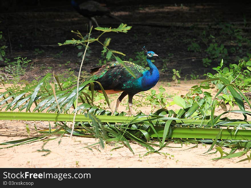 A picture of wild peocock in tropical forest, North-East of Thailand. A picture of wild peocock in tropical forest, North-East of Thailand