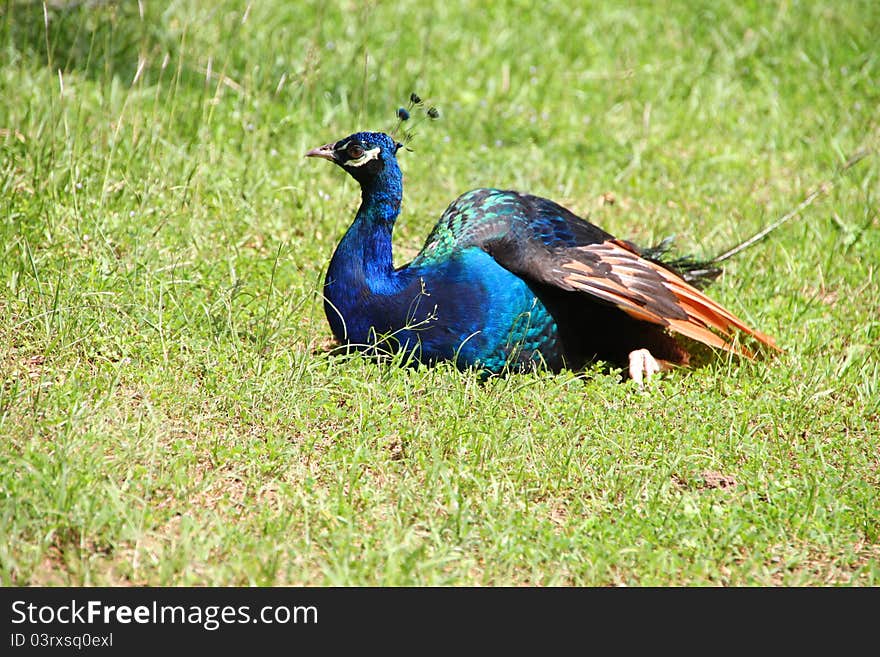 A picture of wild peocock in tropical forest, North-East of Thailand. A picture of wild peocock in tropical forest, North-East of Thailand