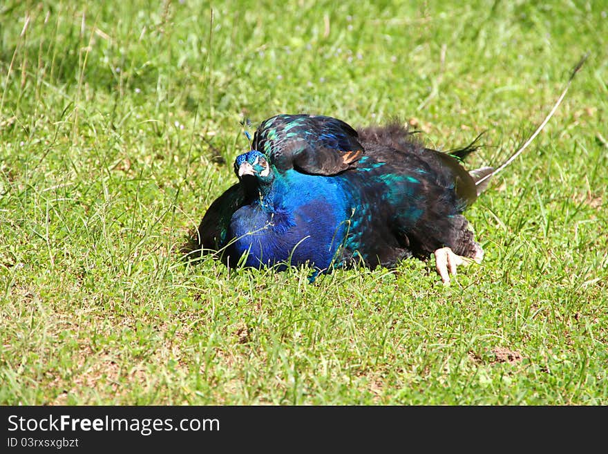 A picture of wild peocock in tropical forest, North-East of Thailand. A picture of wild peocock in tropical forest, North-East of Thailand