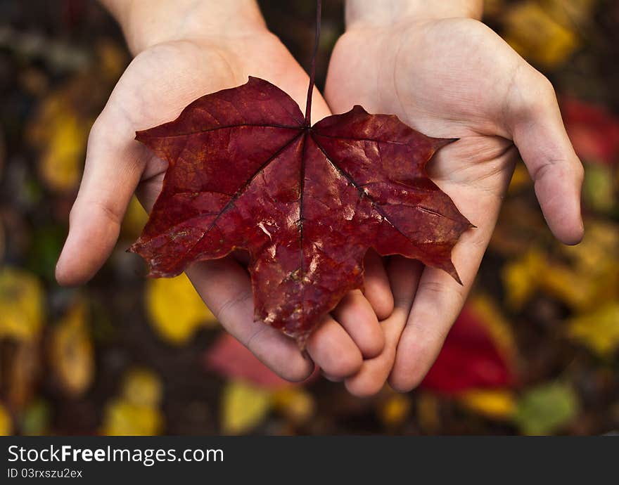 Red maple leaf at the hands of a man. Red maple leaf at the hands of a man