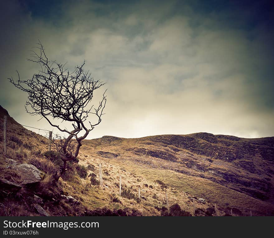 Single leafless tree on the hill top. Single leafless tree on the hill top.