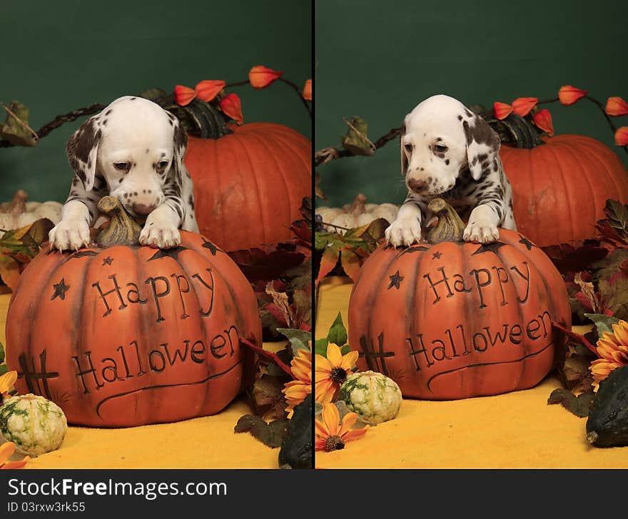 Two pictures of a liver spotted female puppy with its paws on a halloween pumpkin. Two pictures of a liver spotted female puppy with its paws on a halloween pumpkin