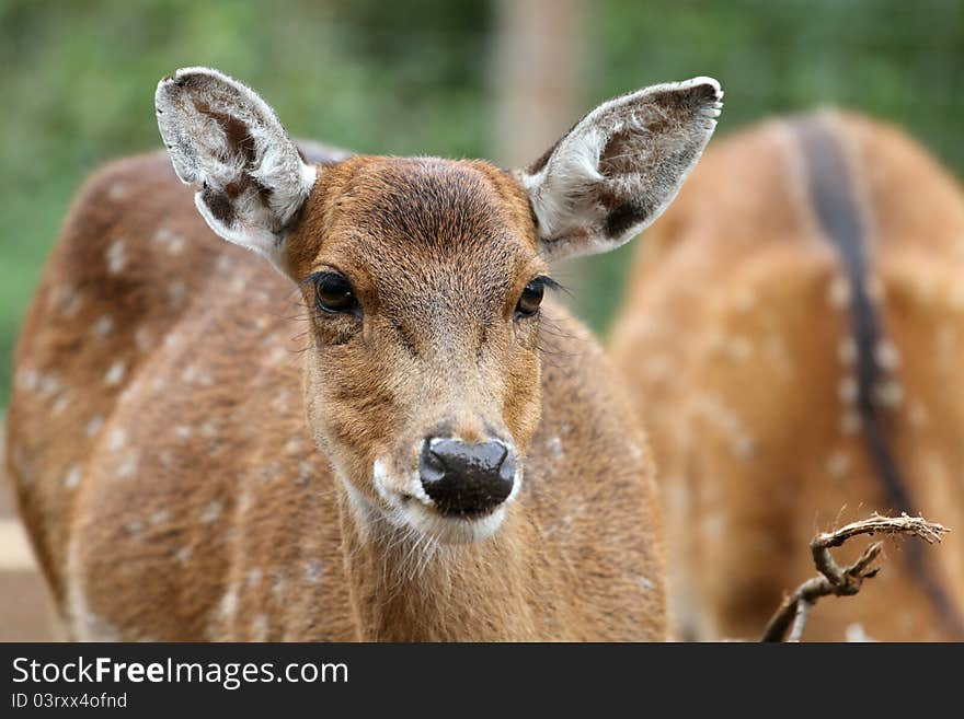 Details of Sika Deer in zoo