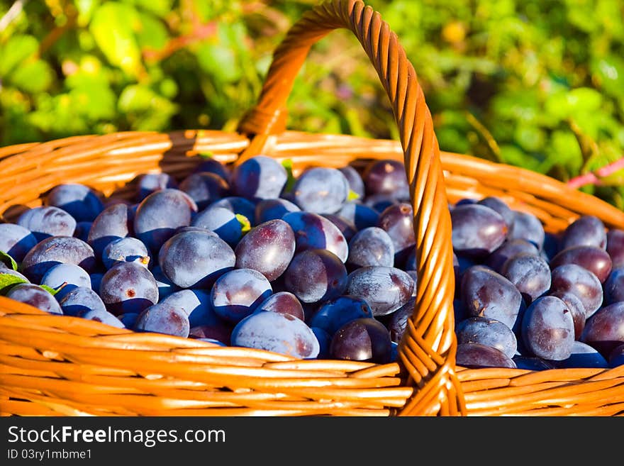 Plums in the basket