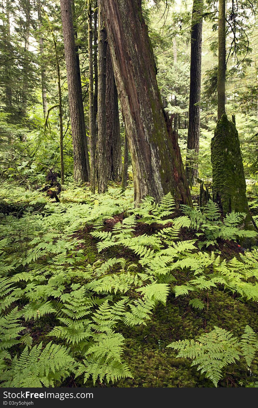 Virgin forest with high trees. Virgin forest with high trees