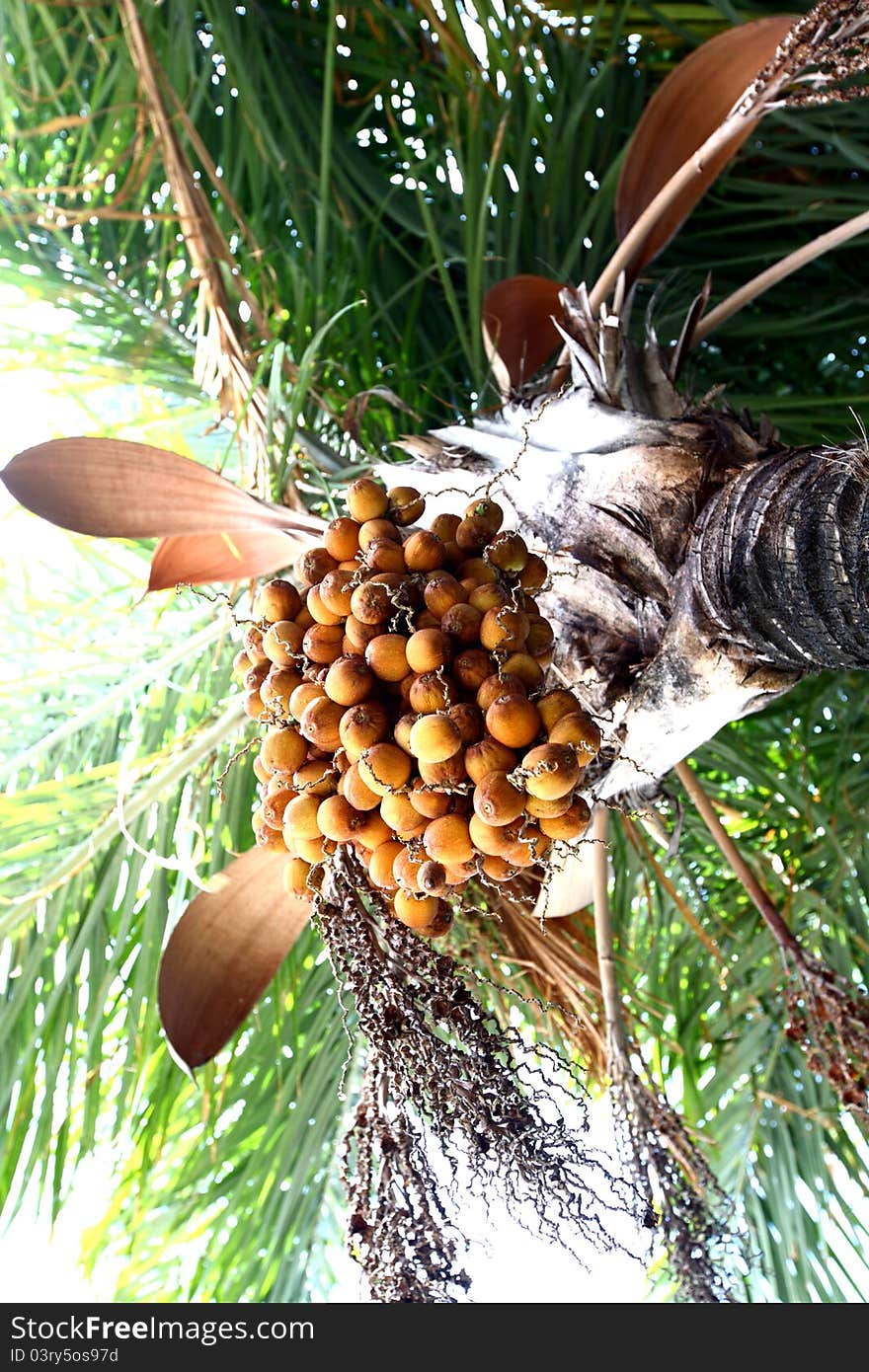 Date palm tree close up