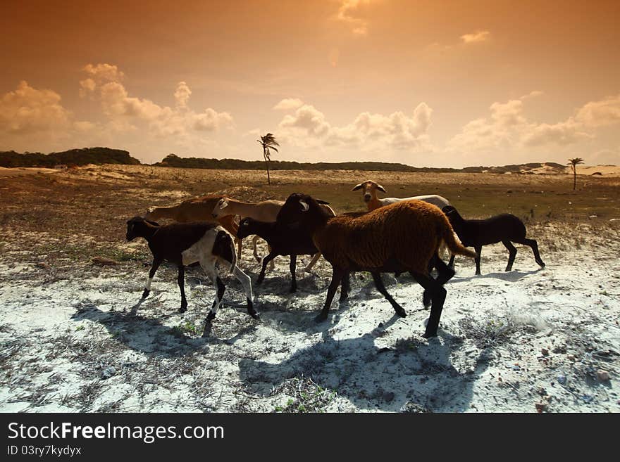 Goats in desert try find food. Goats in desert try find food